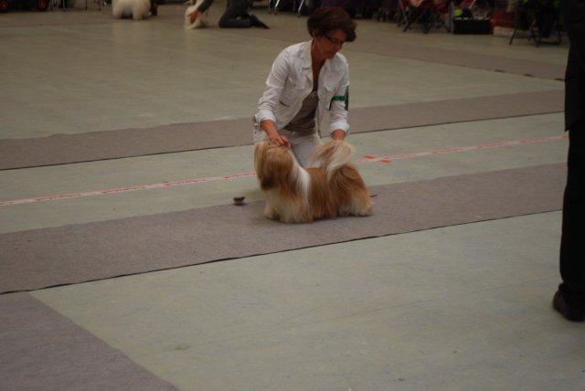 Shih Tzu Danmark